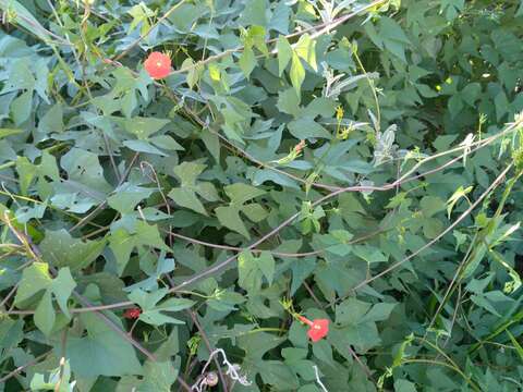 Слика од Ipomoea cristulata Hall. fil.