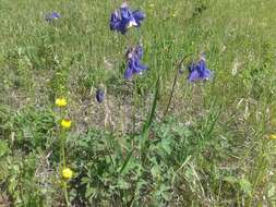 Aquilegia sibirica Lam. resmi