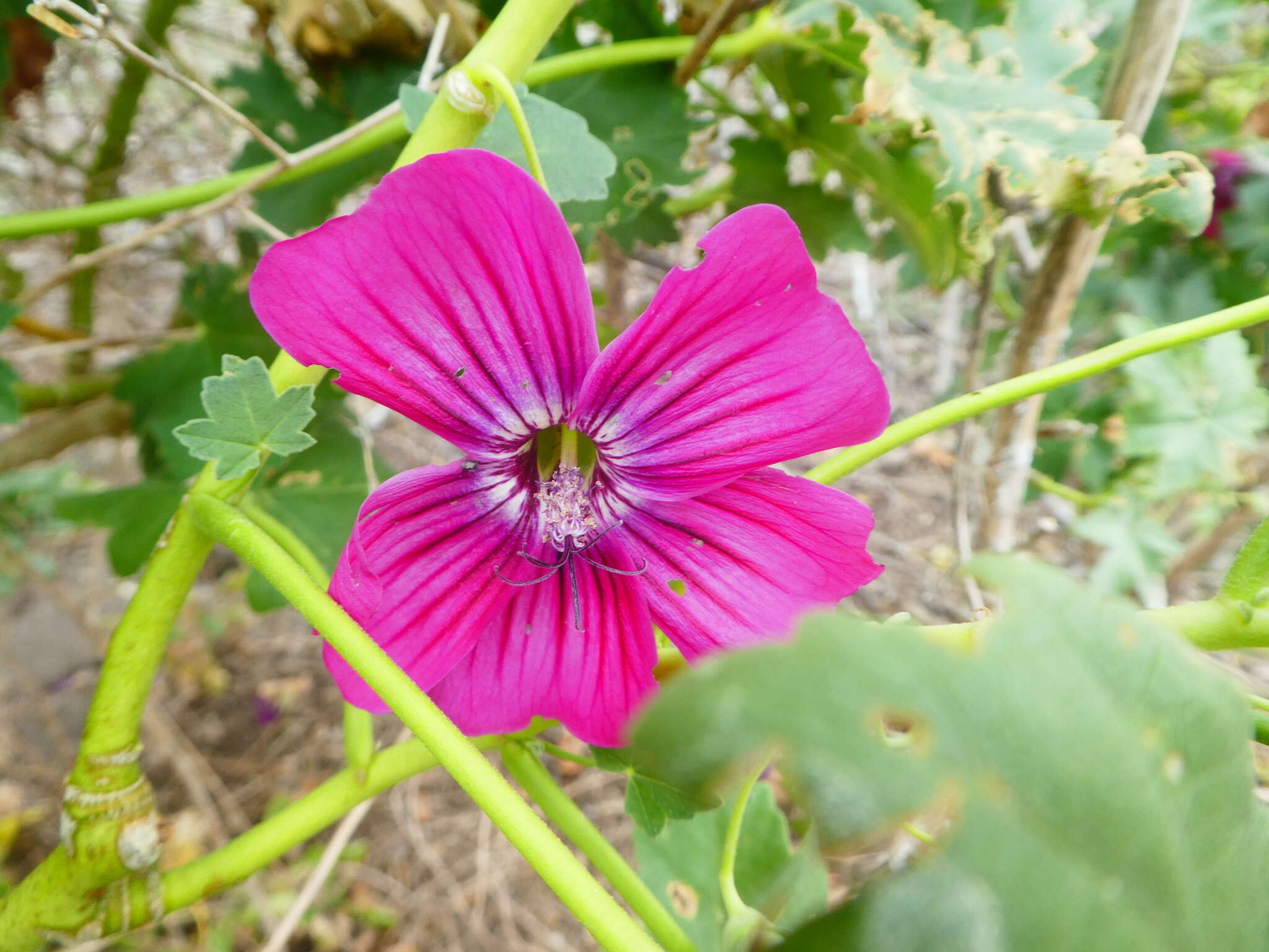 Imagem de <i>Malva <i>assurgentiflora</i></i> subsp. assurgentiflora