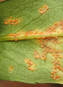 Imagem de Puccinia pulverulenta Grev. 1824