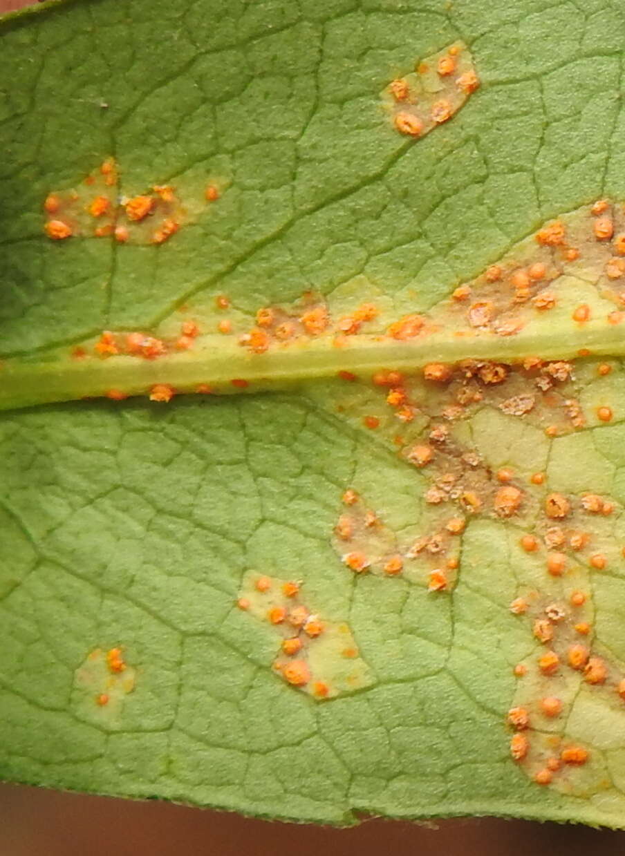 Image of Puccinia pulverulenta Grev. 1824