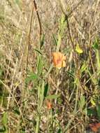 Imagem de Lathyrus blepharicarpus Boiss.