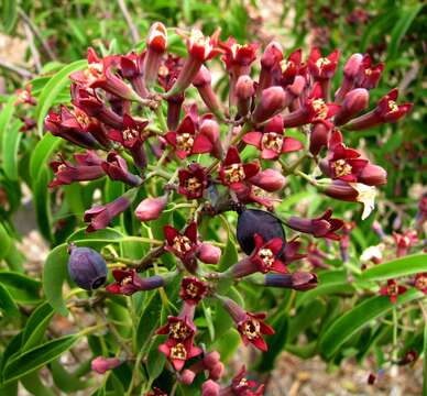 Image of Lanai Sandalwood