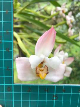 Image of Maxillaria huebschii Rchb. fil.