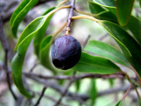 Image of Lanai Sandalwood