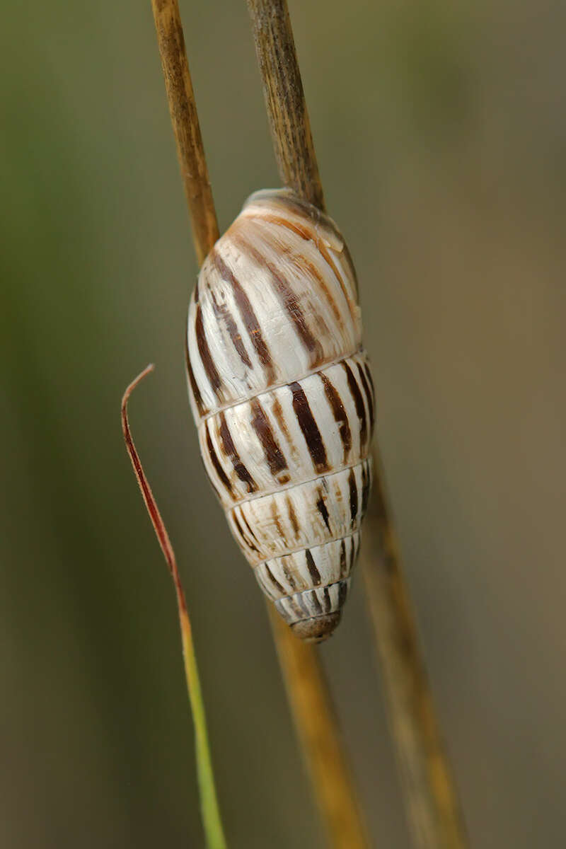 Imagem de Zebrina fasciolata (Olivier 1801)