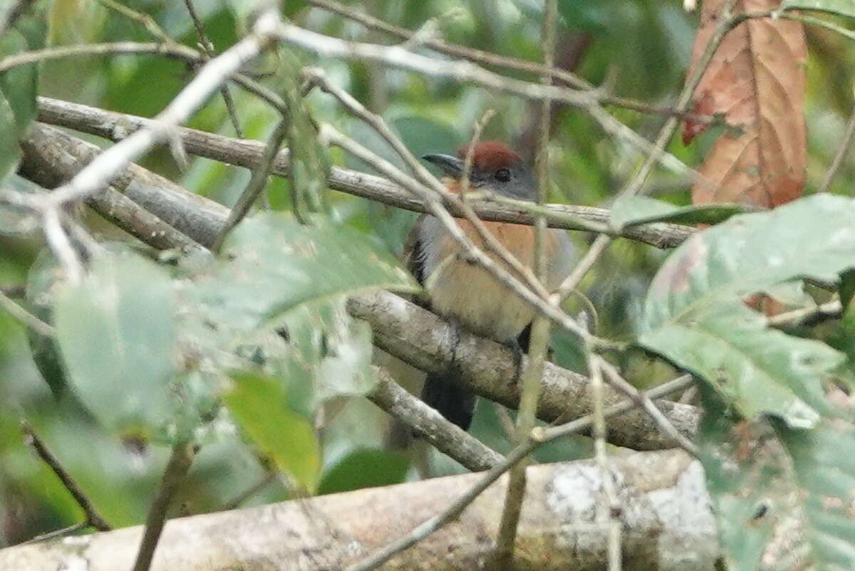 Image of Gray-cheeked Nunlet