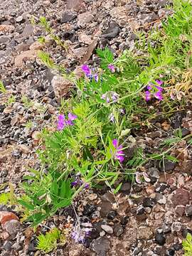 Lathyrus palustris subsp. pilosus (Cham.) Hulten的圖片