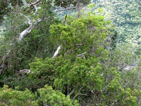 Image of Lanai Sandalwood