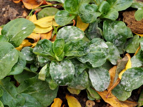 Image of Golovinomyces orontii (Castagne) V. P. Heluta 1988