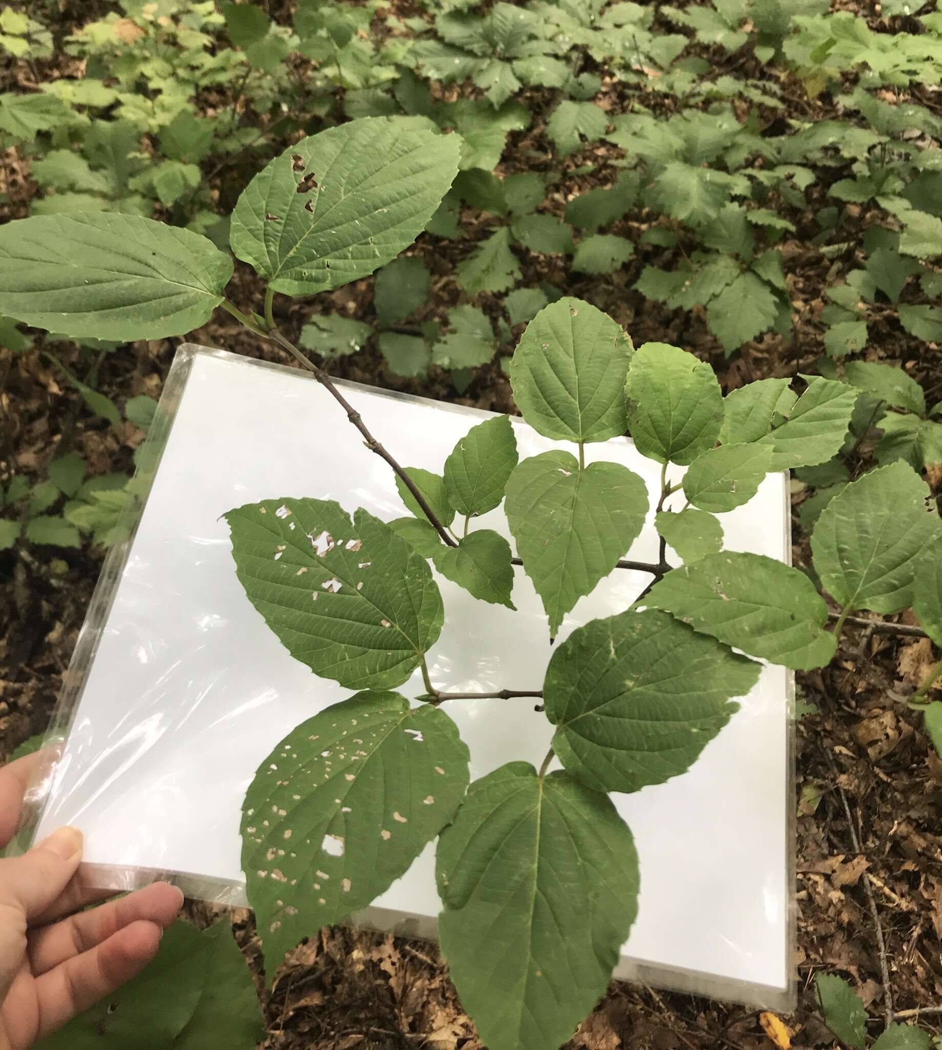 Image of tea viburnum