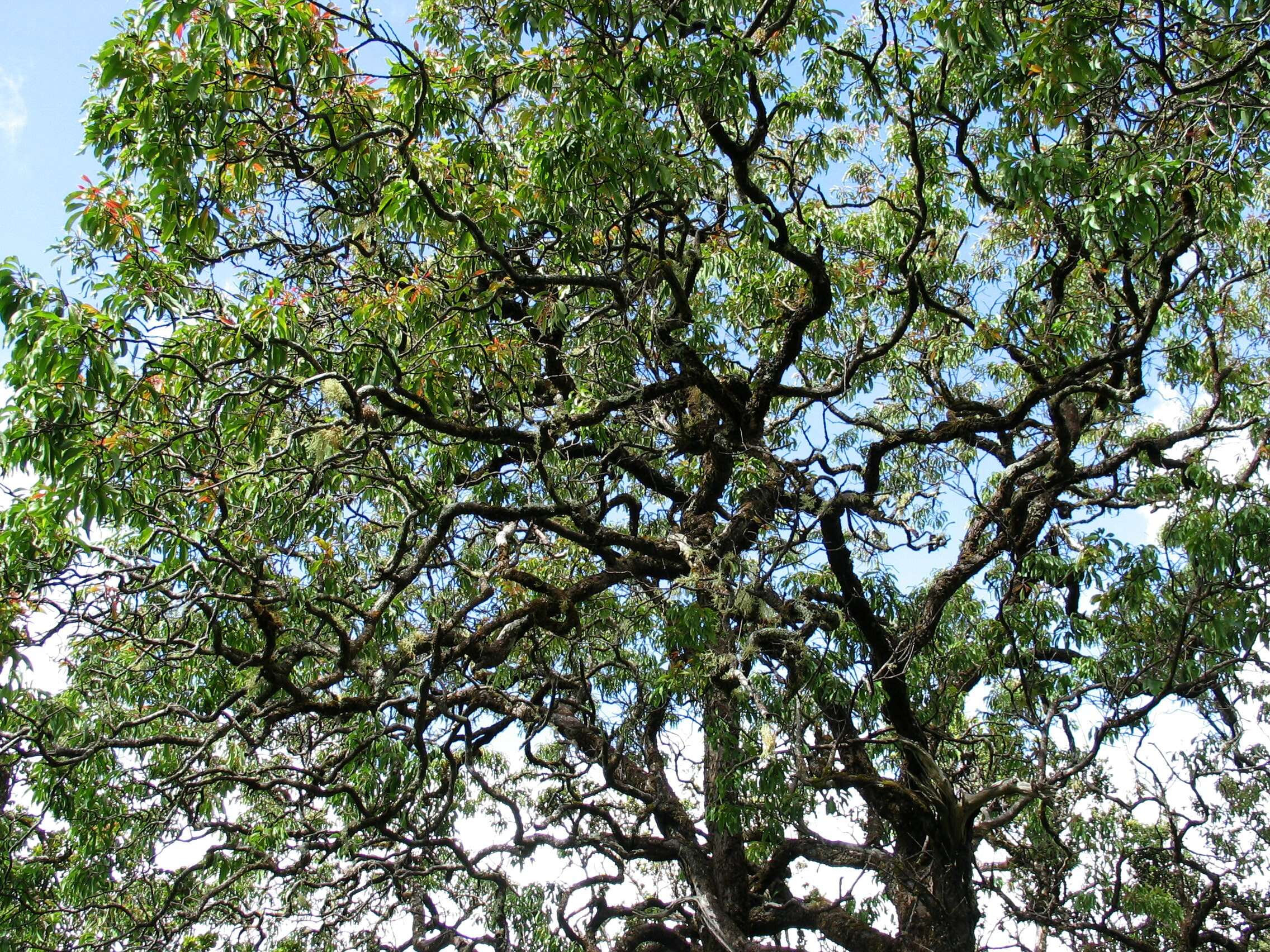 Image of Lanai Sandalwood