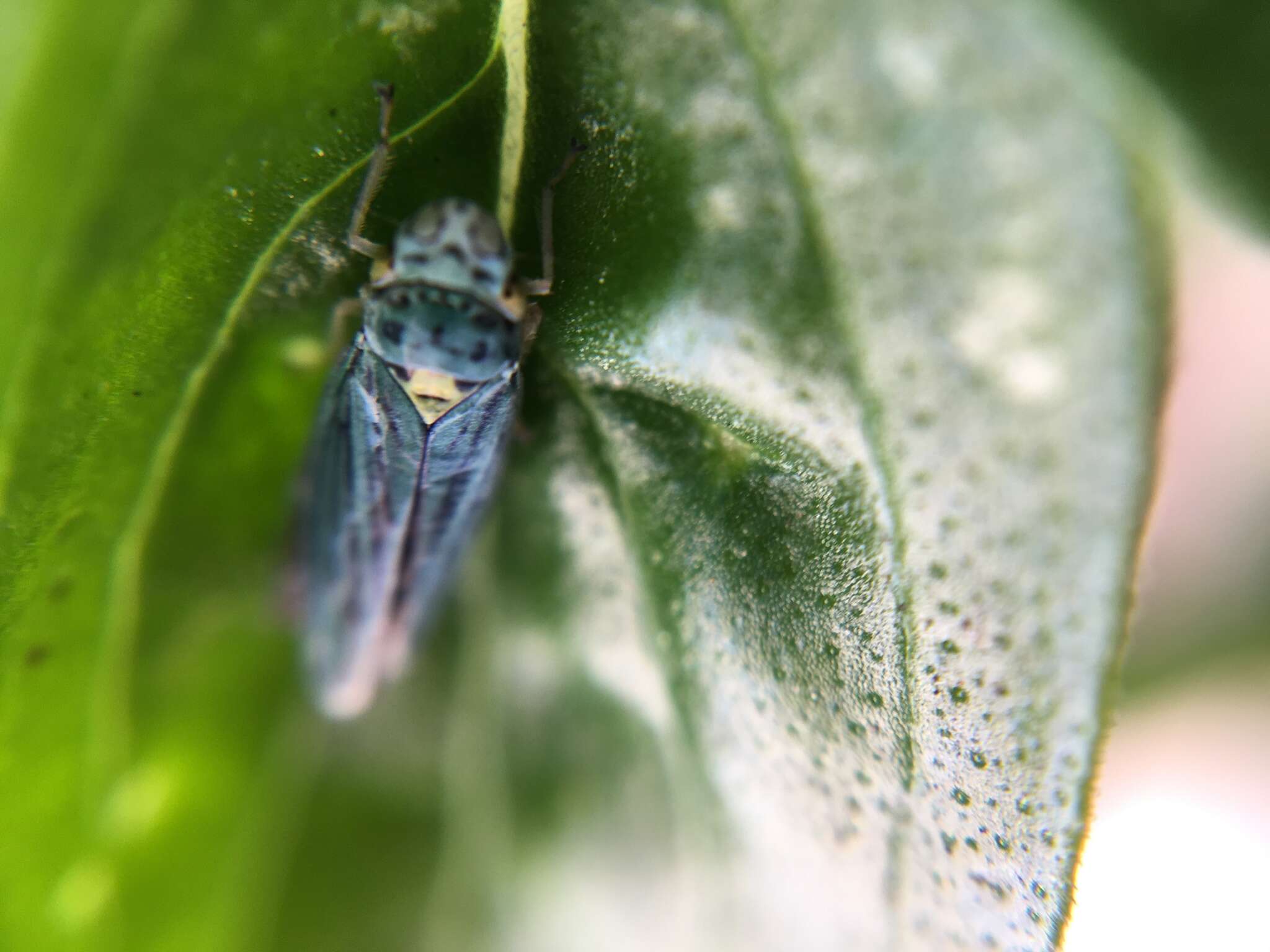 Image of Blue-Green Sharpshooter