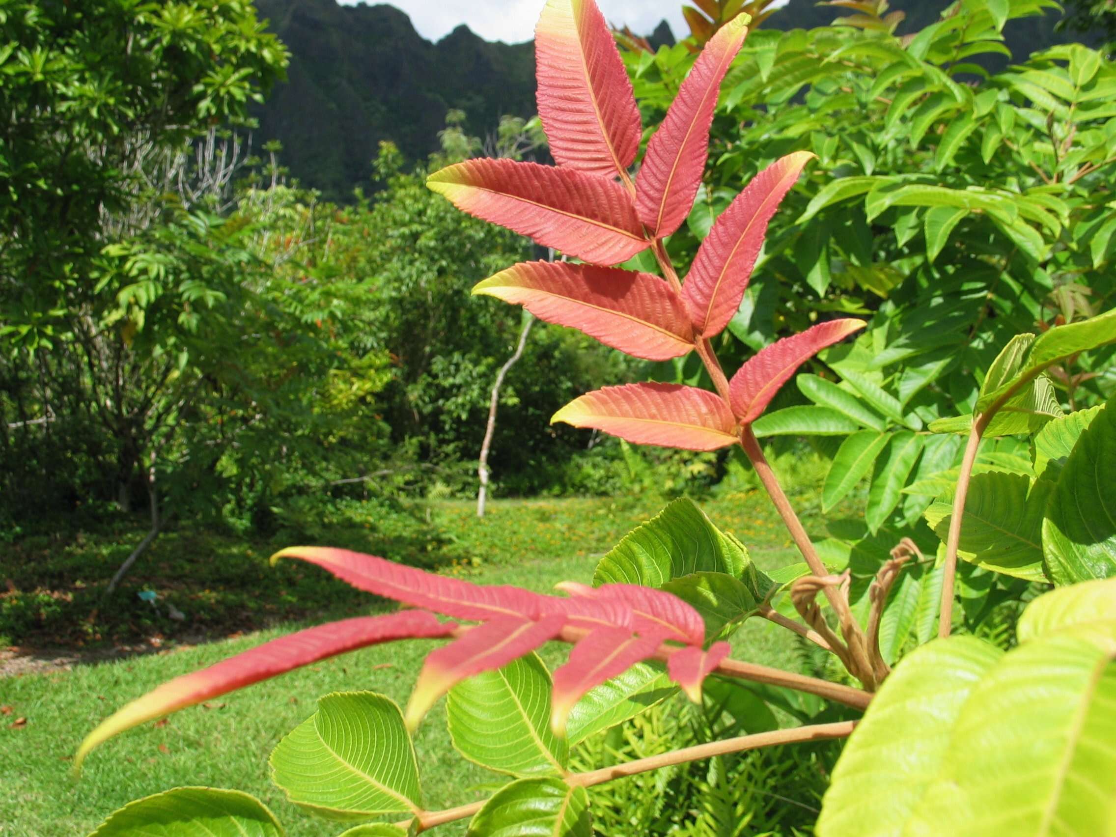 Sivun Rhus sandwicensis A. Gray kuva