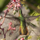 Image of Rufous Sabrewing