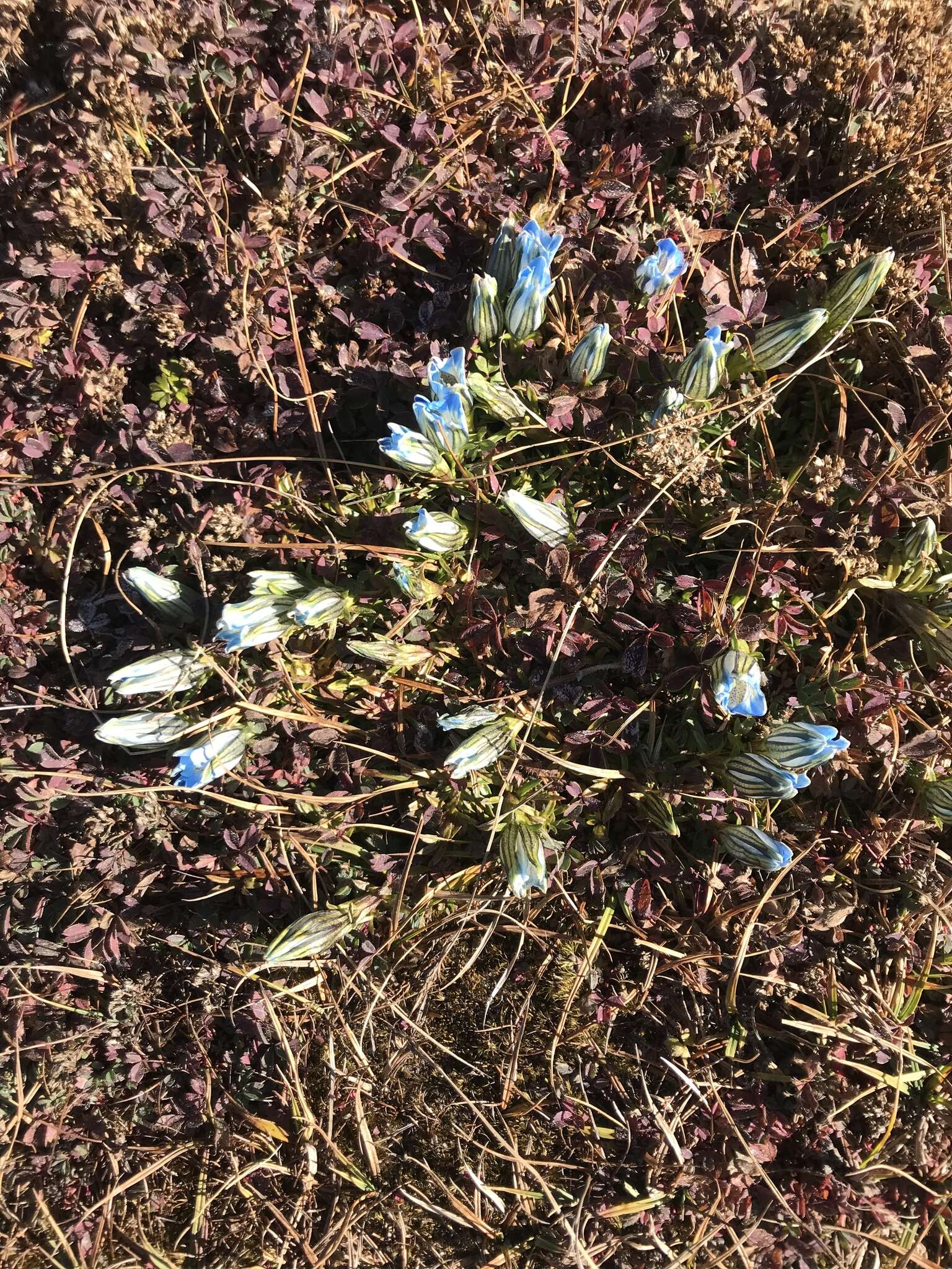 Imagem de Gentiana ornata (Wall. ex G. Don) Griseb.