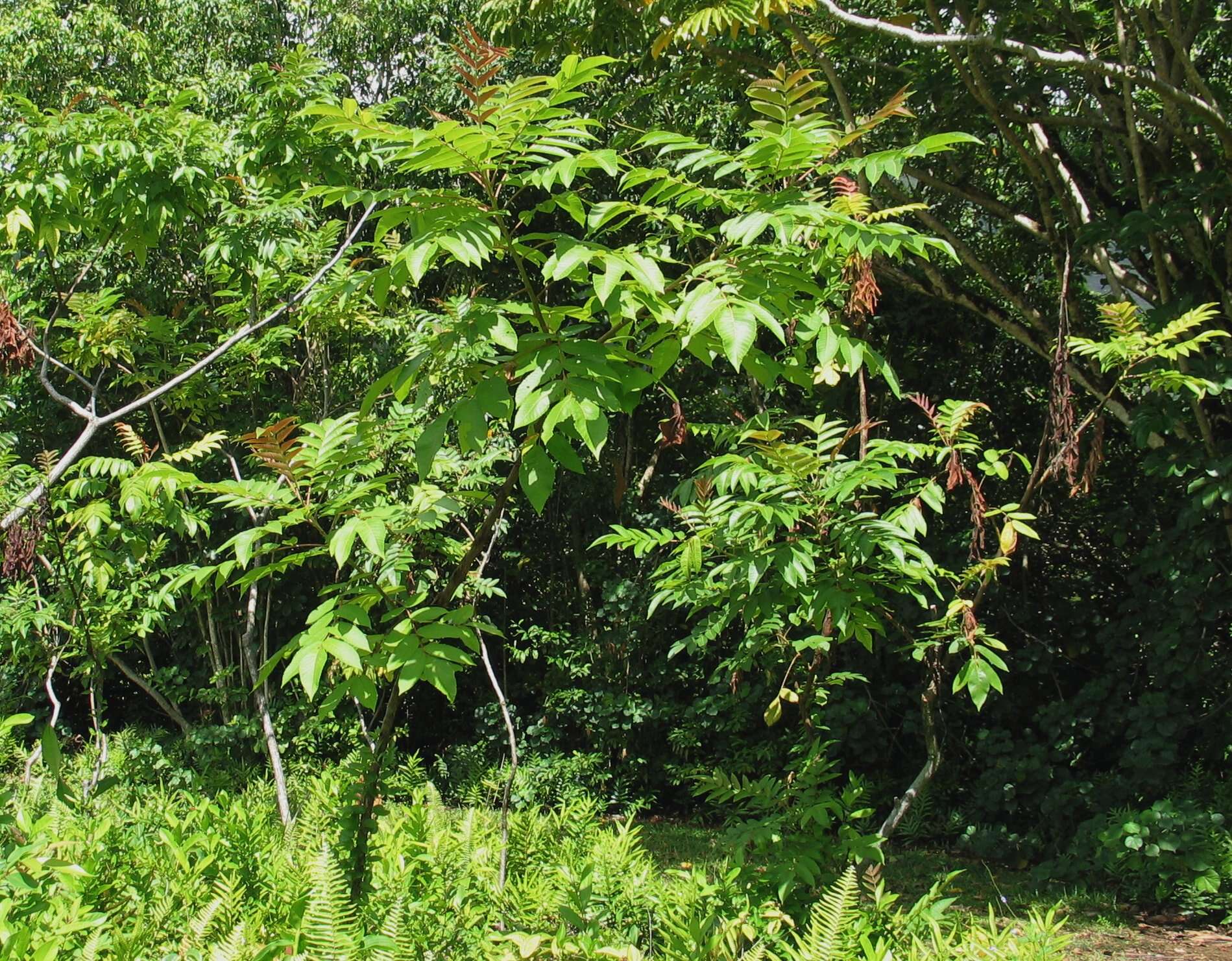 Sivun Rhus sandwicensis A. Gray kuva