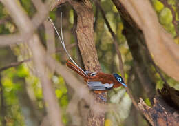 Image de Gobemouche paradis malgache