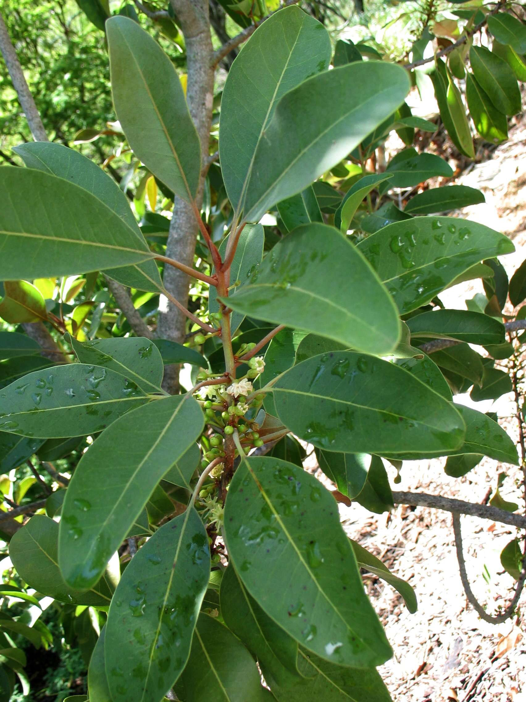 Image of Island nesoluma