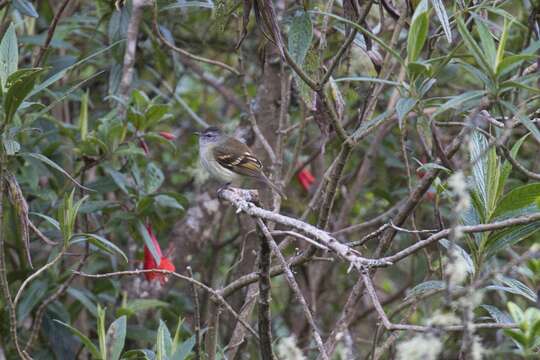 Image of Tawny-rumped Tyrannulet