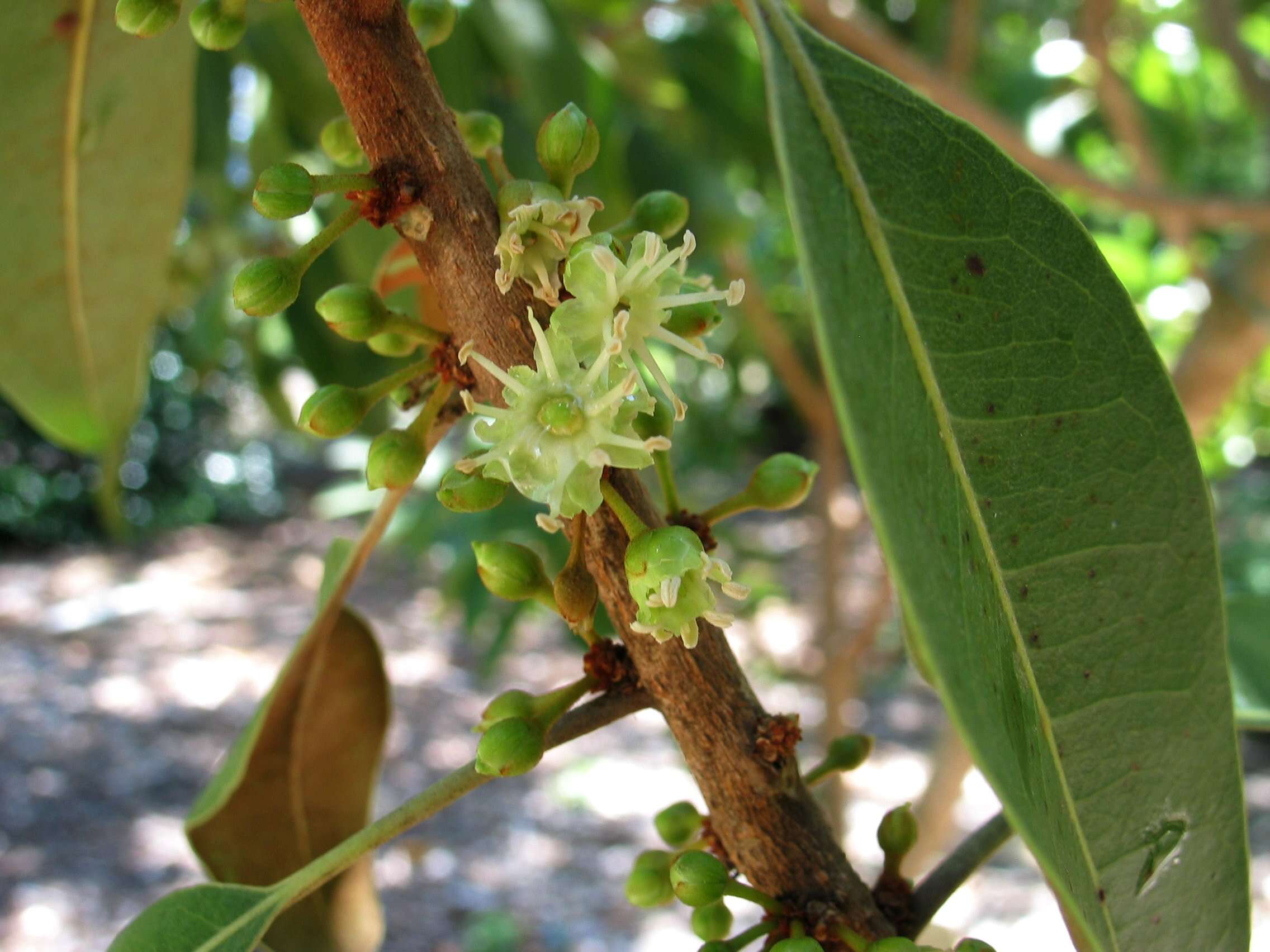 Sideroxylon polynesicum (Hillebr.) Smedmark & Anderb. resmi