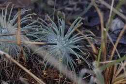 Image of Drosera broomensis Lowrie