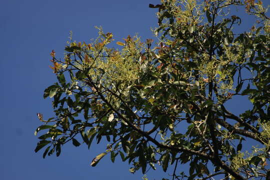 Imagem de Machilus macranthus Nees