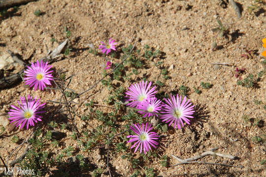 Image of Cleretum hestermalense (Ihlenf. & Struck) Klak