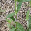 Imagem de Helianthemum ledifolium (L.) Miller