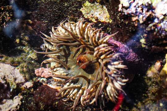 Image of Bunodosoma californicum Carlgren 1951