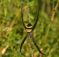 Image of Argiope caesarea Thorell 1897