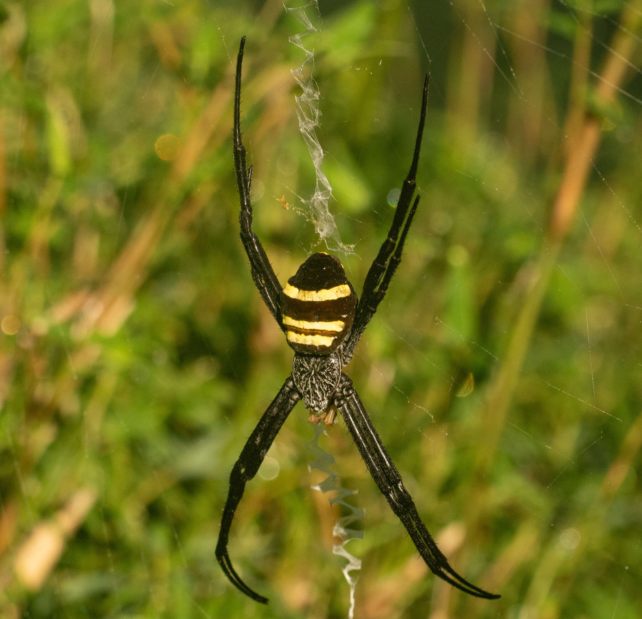 Image of Argiope caesarea Thorell 1897