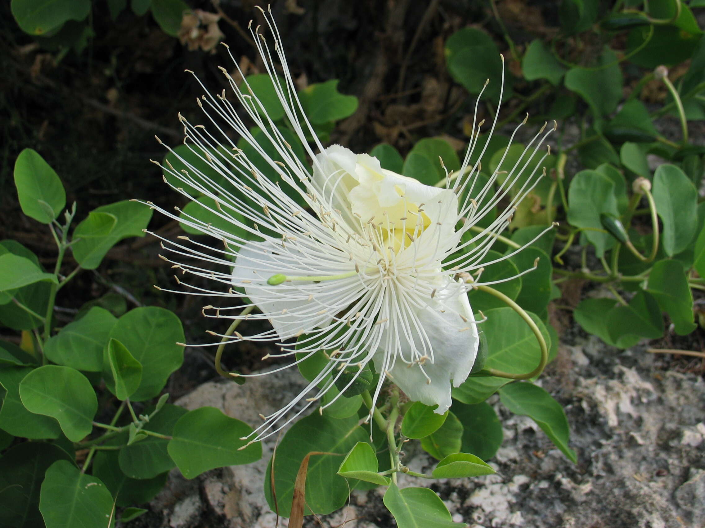 Image de Capparis sandwichiana DC.