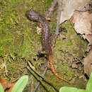 Image of Italian Cave Salamander