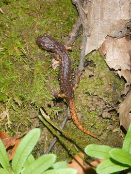 Image of Italian Cave Salamander