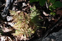 Plancia ëd Athyrium spinulosum (Maxim.) Milde