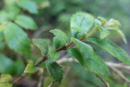 Image of Fieldia australis A. Cunn.