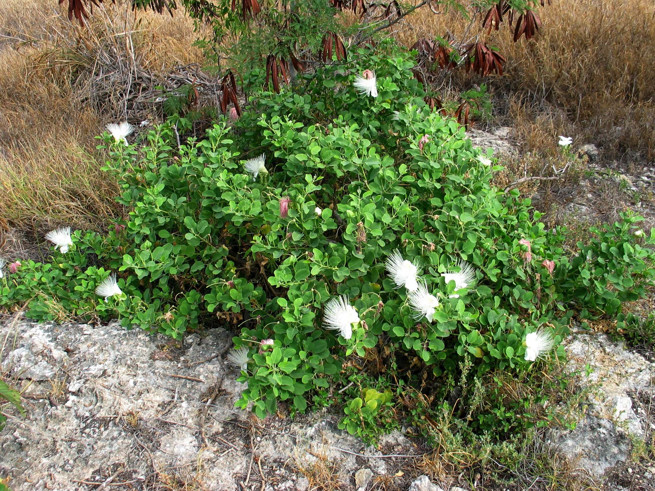 Image de Capparis sandwichiana DC.