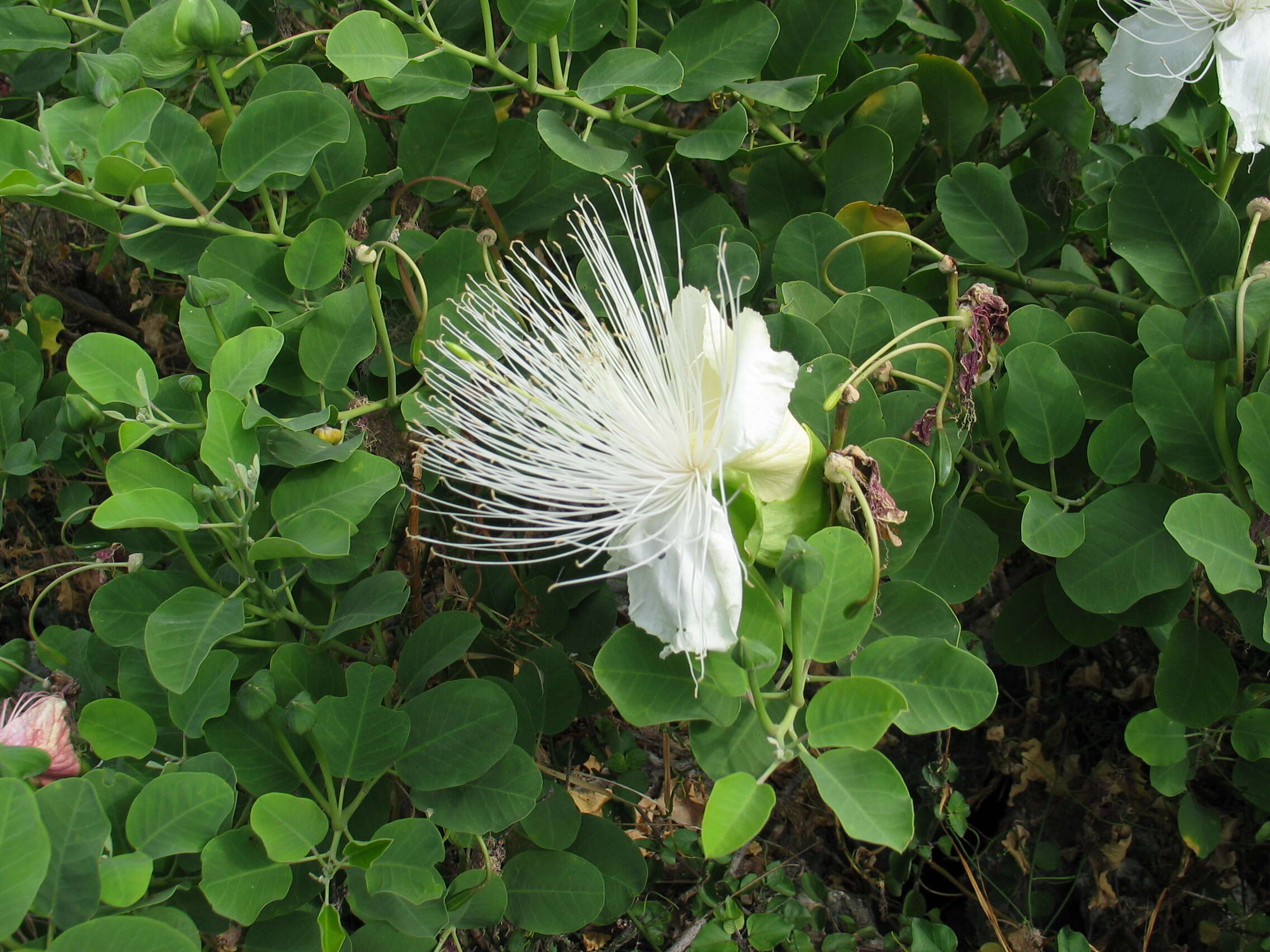 Image de Capparis sandwichiana DC.