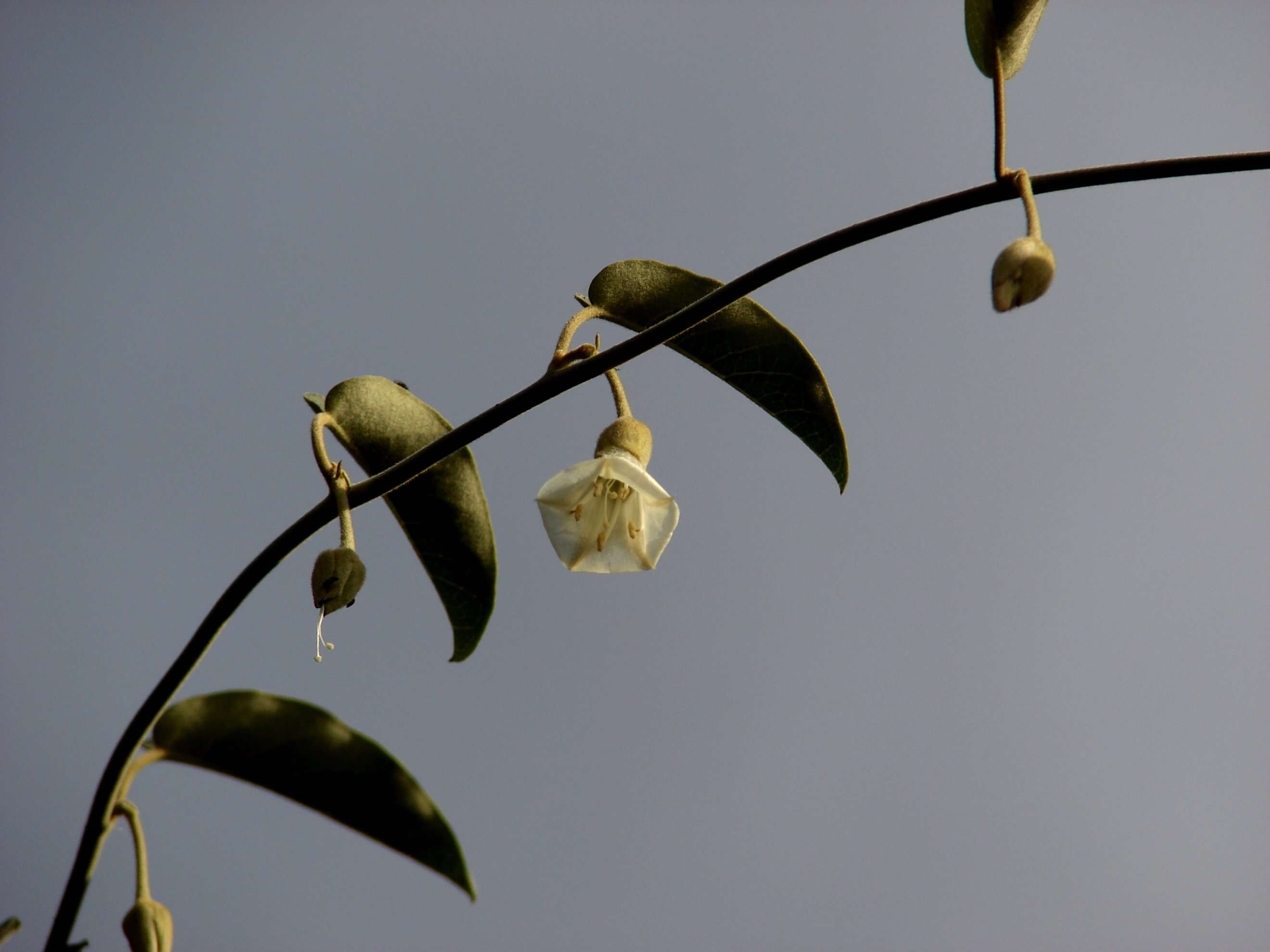 Image of Hawai'i lady's nightcap