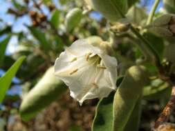 Image of Hawai'i lady's nightcap