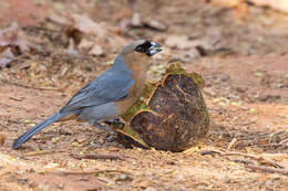 Schistochlamys ruficapillus (Vieillot 1817)的圖片