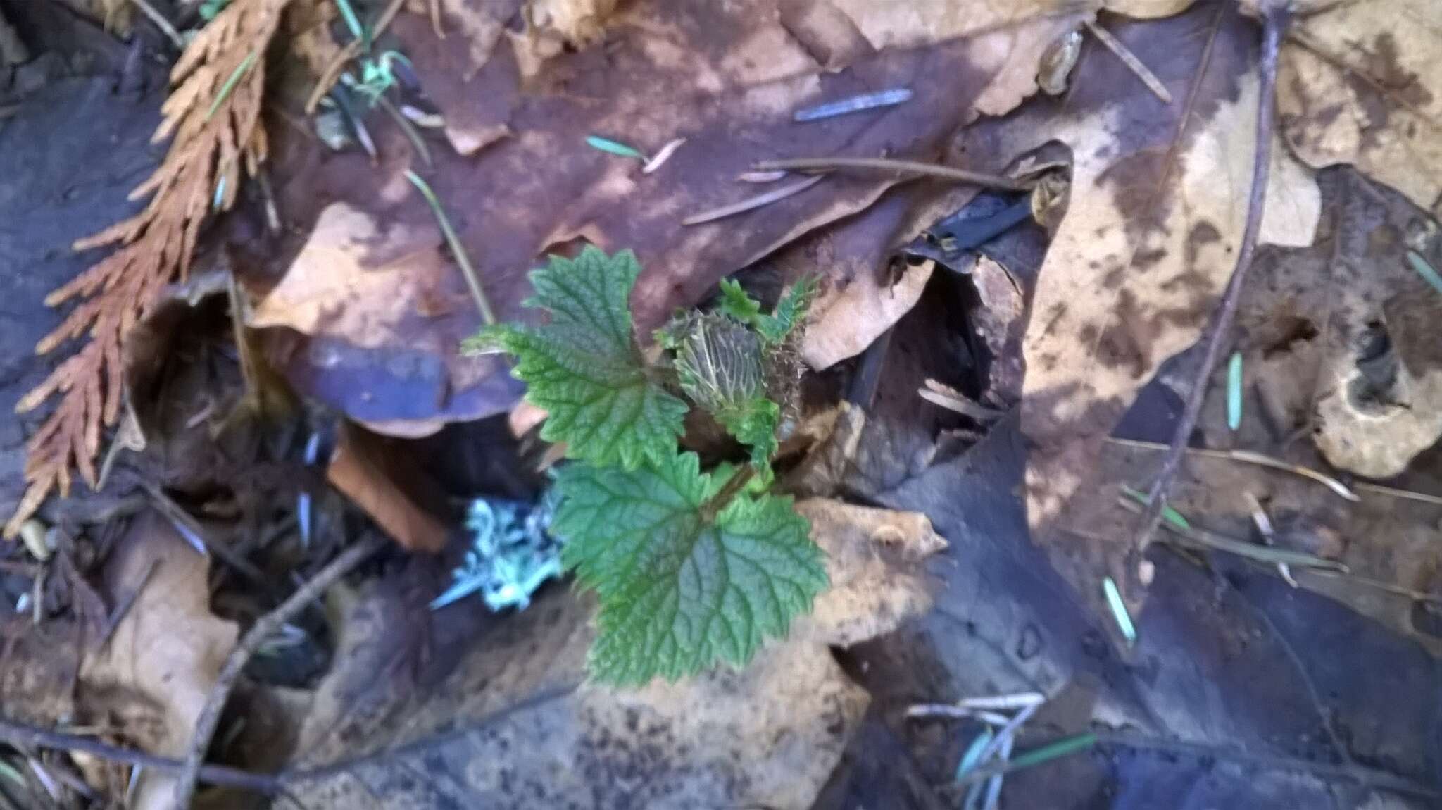 Urtica gracilis Aiton resmi