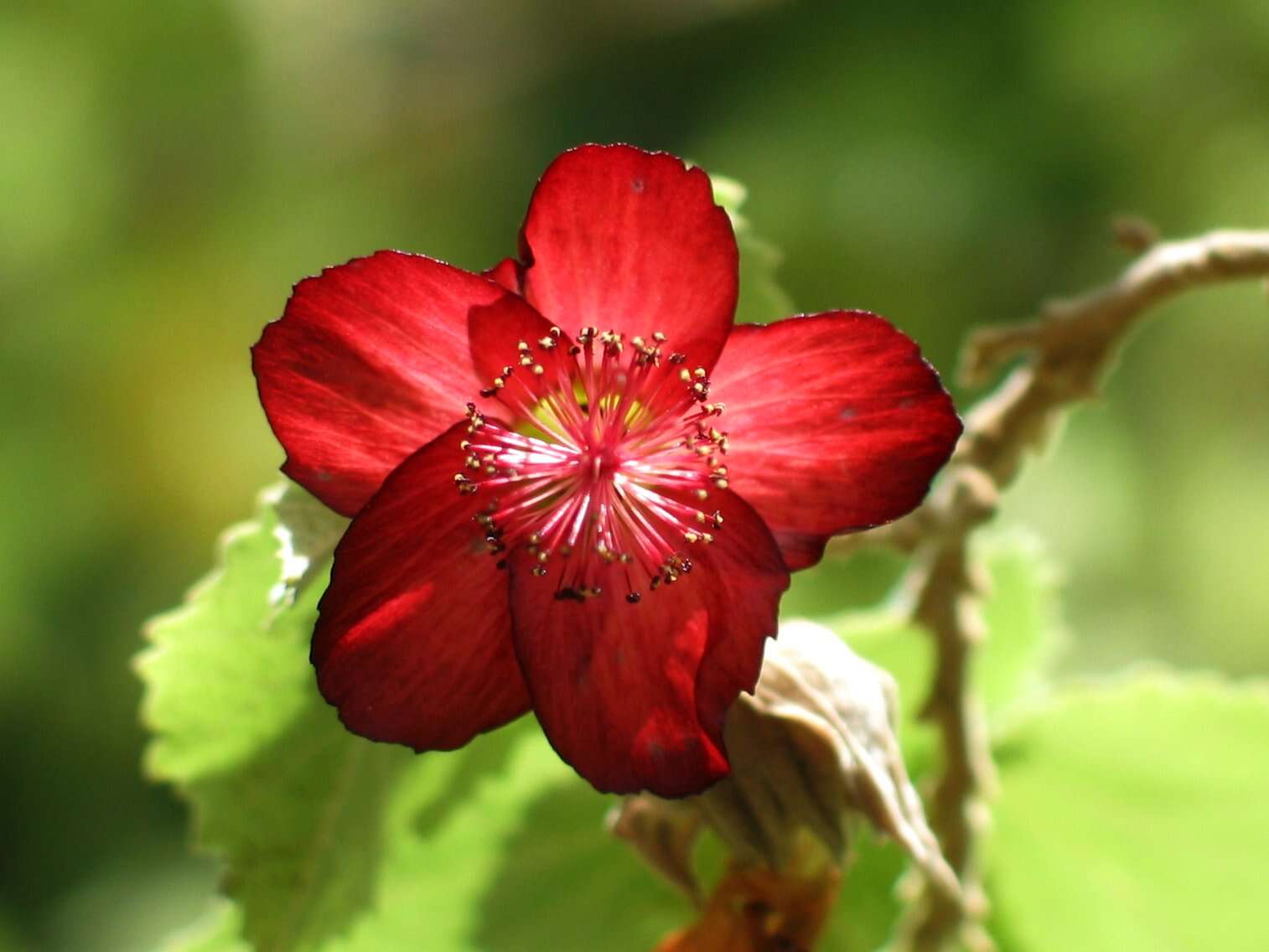 Imagem de Abutilon menziesii Seem.