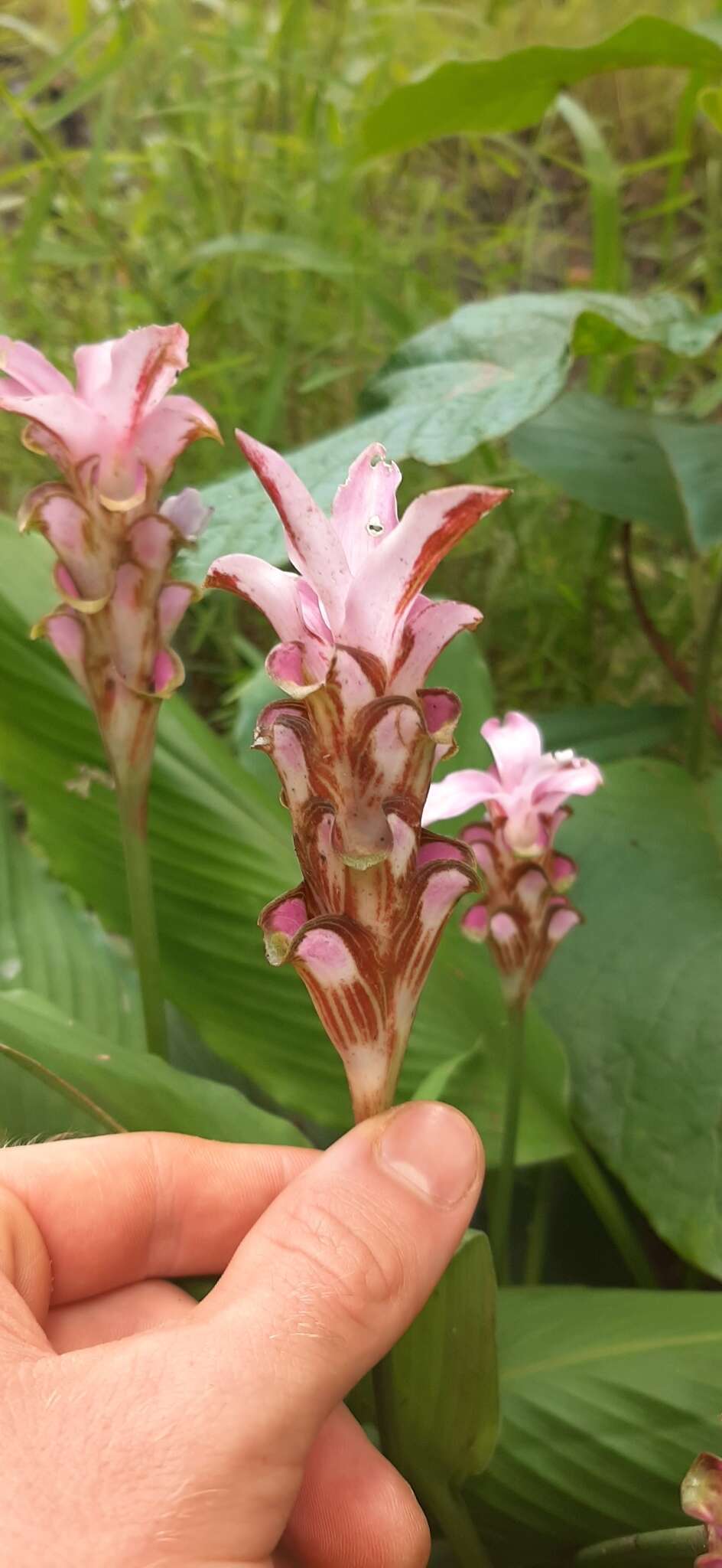 Image of Curcuma rhabdota Sirirugsa & M. F. Newman