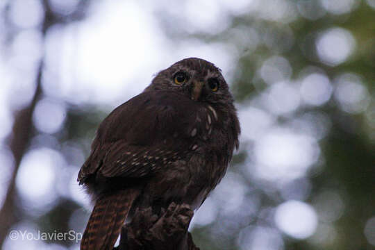 Image of Austral Pygmy Owl