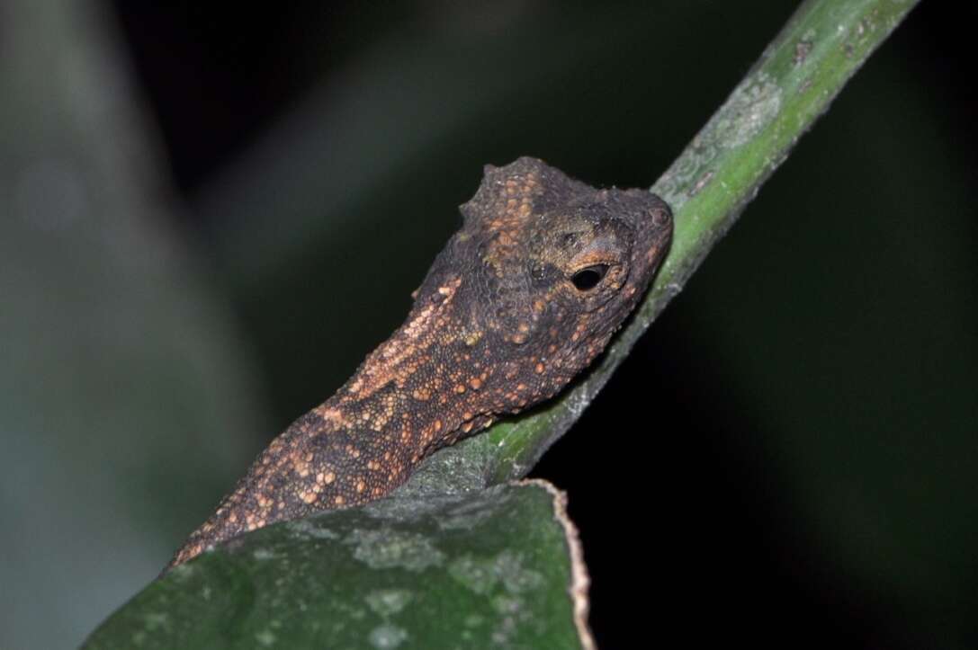 Image of Asian Gliding Lizard