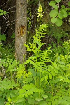 Astragalus canadensis var. canadensis的圖片