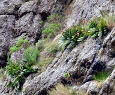 Imagem de Kumara haemanthifolia (Marloth & A. Berger) Boatwr. & J. C. Manning