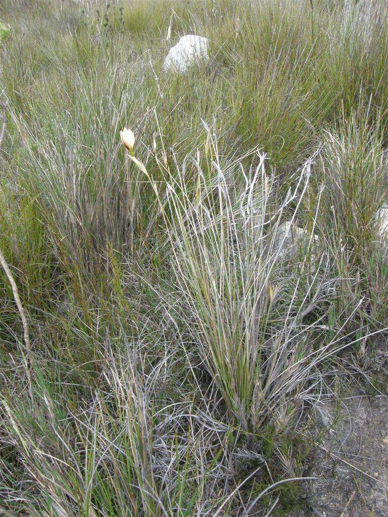 Image of Bobartia filiformis (L. fil.) Ker Gawl.